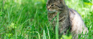 Illustration : "Les herbes à chats"