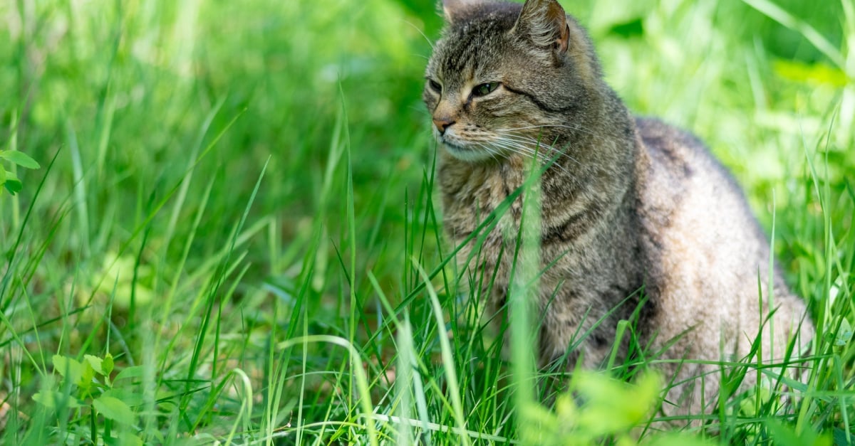 Animaux : comment faire pousser sa propre herbe à chat ?