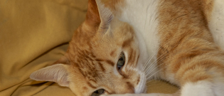Illustration : "Les maladies de peau chez le chat"