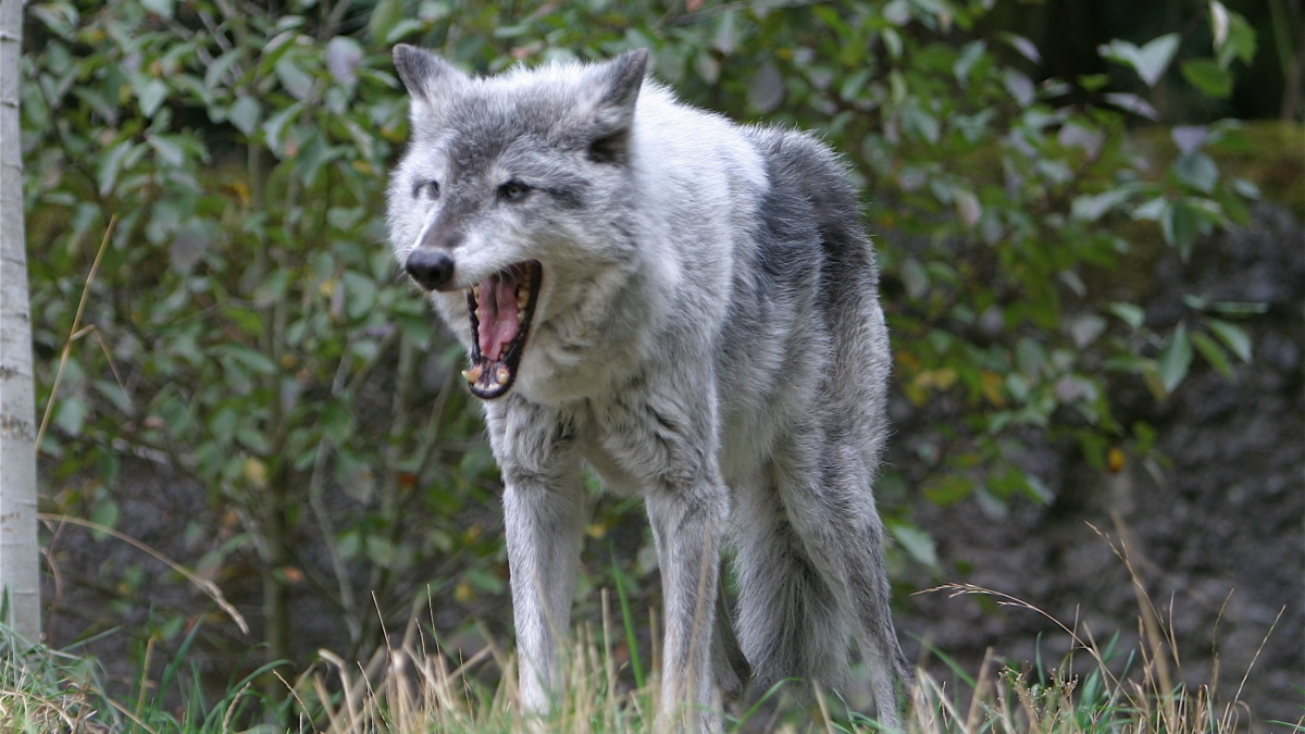 Illustration : "Des bébés loups aperçus dans l’Oregon annoncent un retour de l’espèce"