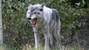 Illustration : Des bébés loups aperçus dans l’Oregon annoncent un retour de l’espèce