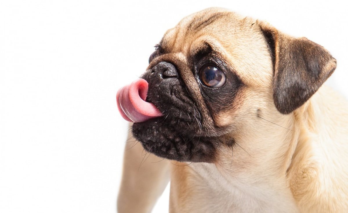 Illustration : "Une bactérie présente dans la salive des chiens peut se révéler dangereuse "