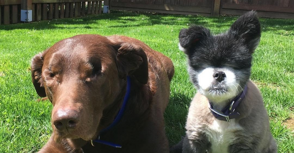 Elle conduit 4 jours pour adopter un second chien sans yeux
