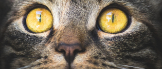 Illustration : "Les maladies des yeux du chat"