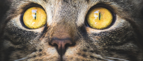 Illustration : "Les maladies des yeux du chat"