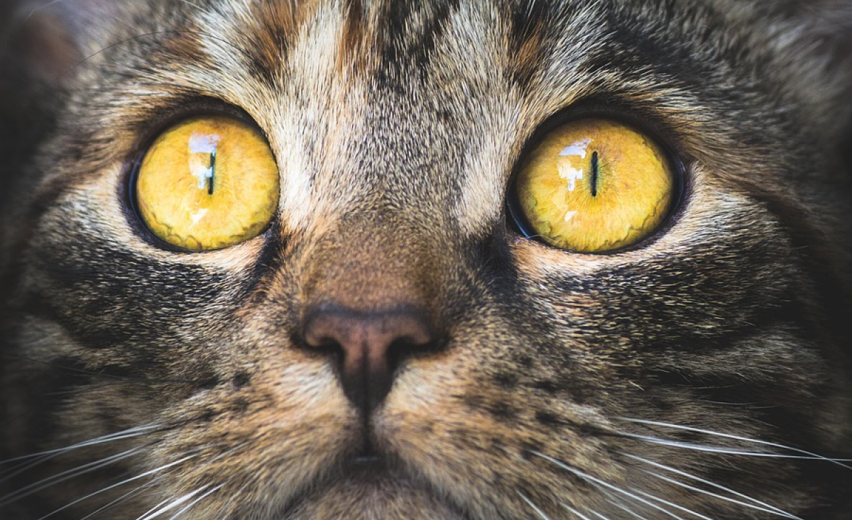 Illustration : "Les maladies des yeux du chat"
