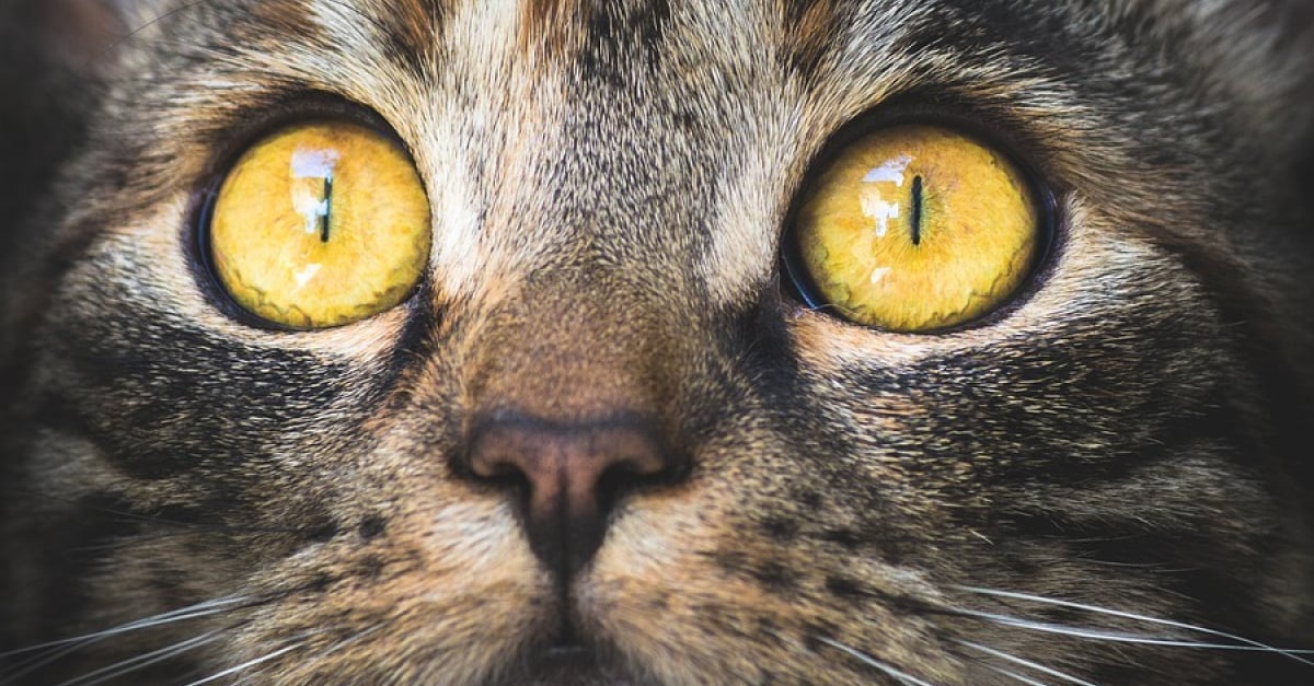 Les Differentes Maladies Des Yeux De Votre Chat Et Comment Les Traiter