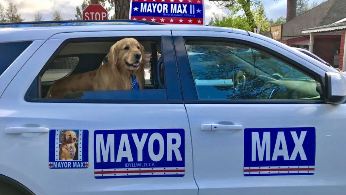 Illustration : "Vous cherchez le maire de la ville ? C'est à Max le chien qu'il faut s'adresser ! "