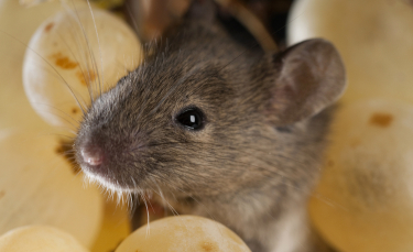 Illustration : "Les friandises pour souris"