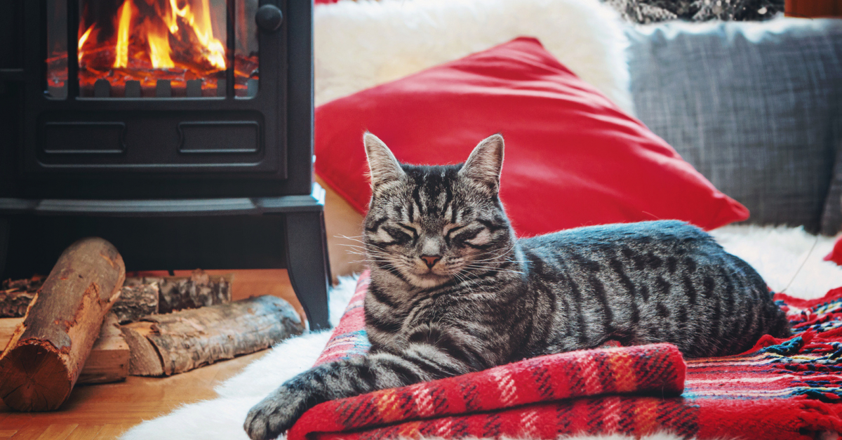 Que sont les chaleurs chez votre chatte et comment y faire face