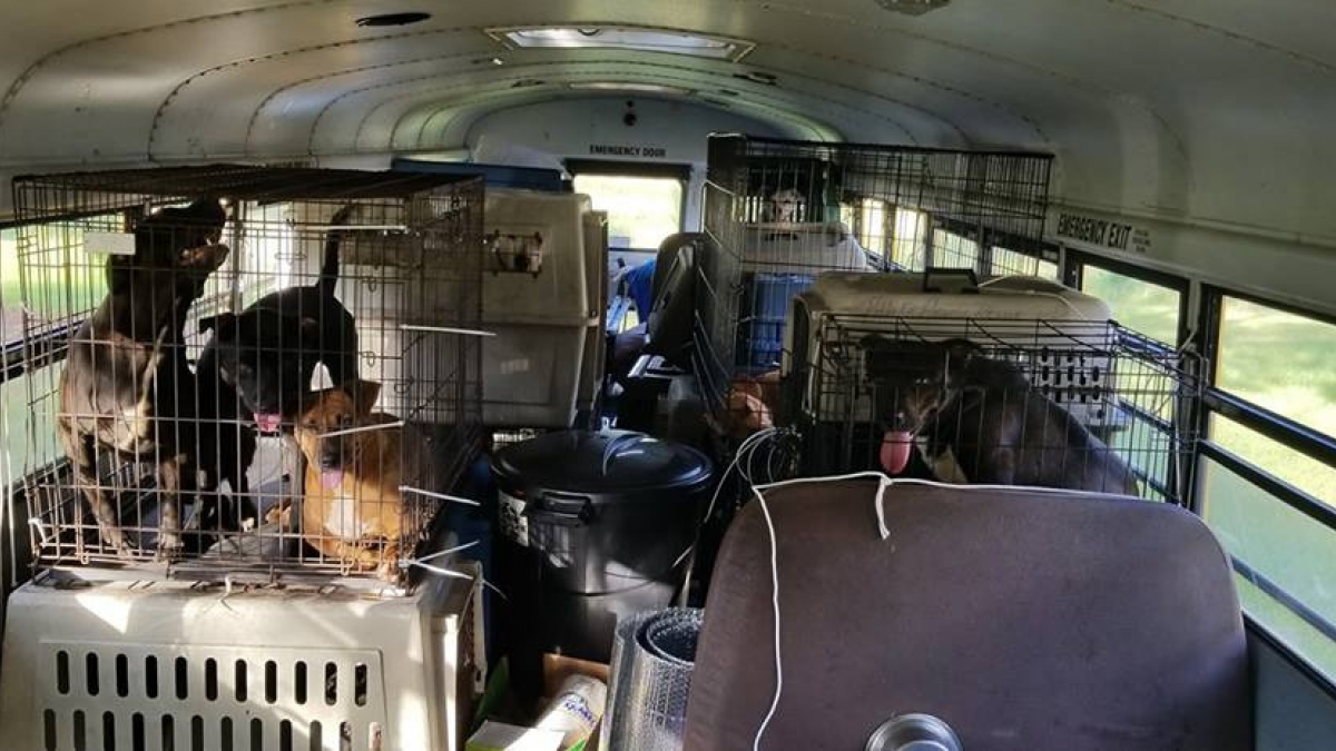 Illustration : "Un homme a sauvé des animaux de l’ouragan Florence en les plaçant dans un bus scolaire qu’il avait acheté"