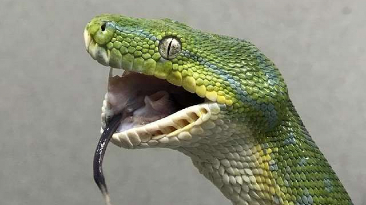 Illustration : "Un python vert se fracture la mâchoire en avalant sa nourriture"