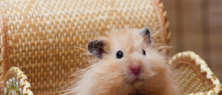 Illustration : "Combien coûte un hamster et où l’acheter ?"