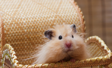 Illustration : "Combien coûte un hamster et où l’acheter ?"