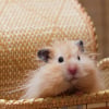 Illustration : Combien co&ucirc;te un hamster et o&ugrave; l&rsquo;acheter ?