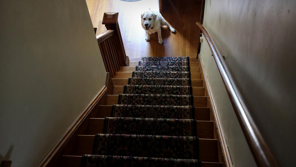 Illustration : "Ces chiens qui souffrent du départ de leur maître à l’Université…"