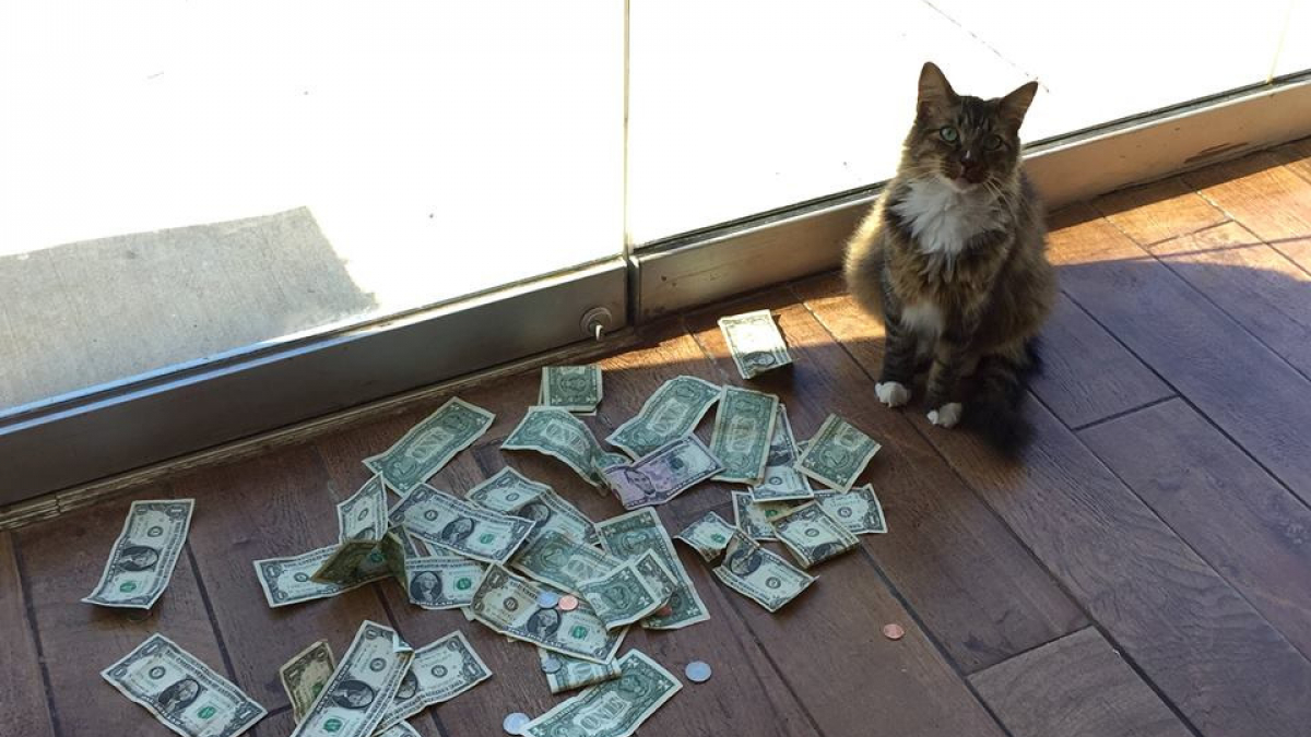 Illustration : "Une chatte récolte de l’argent et le reverse au refuge d’où elle vient !"