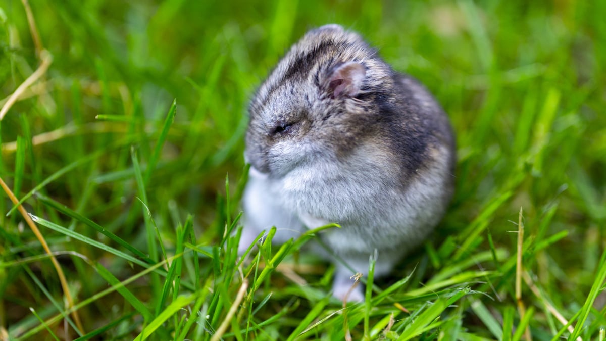 Illustration : "La perte de poils du hamster"