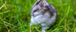 Illustration : "La perte de poils du hamster"