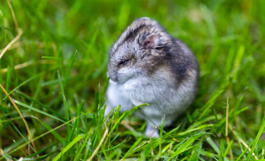 Illustration : "La perte de poils du hamster"