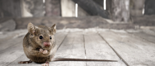 Illustration : "Reconnaître le sexe de sa souris"