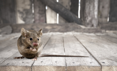 Illustration : "Reconnaître le sexe de sa souris"