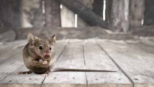 Quelles sont les maladies de peau de votre souris et comment les traiter ?