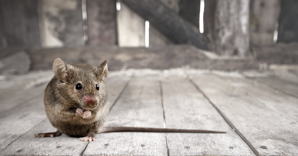 Savoir Reconnaitre Le Sexe De Votre Souris