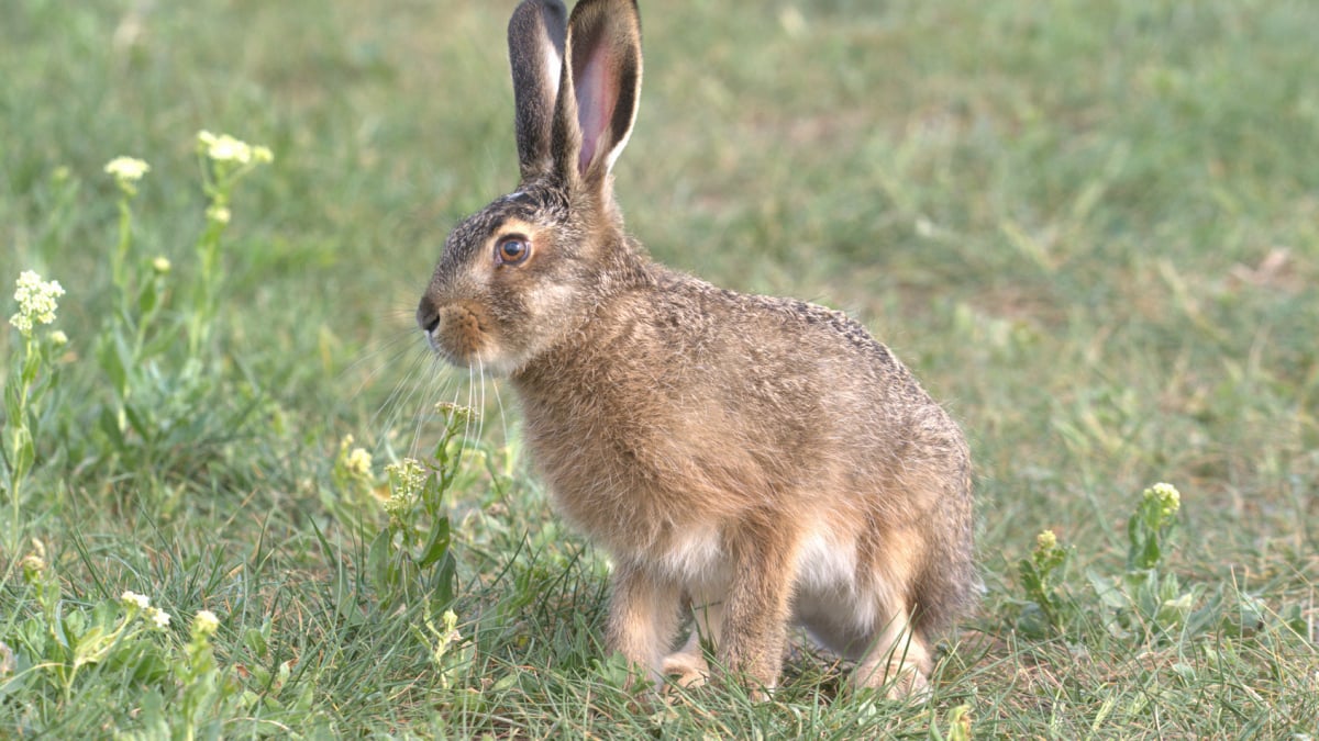 Illustration : "Reconnaître le sexe de son lapin"