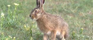 Illustration : "Reconnaître le sexe de son lapin"
