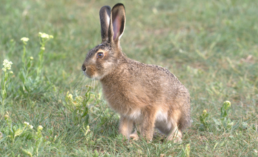 Illustration : "Reconnaître le sexe de son lapin"