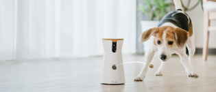 Illustration : "Woopets a testé la caméra connectée Furbo qui permet d’interagir avec son chien et envoyer des friandises à distance"