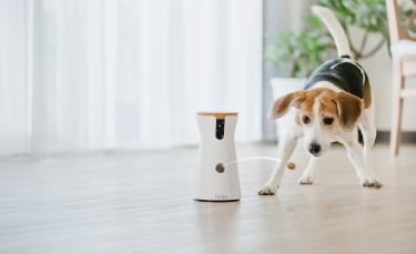 Illustration : "Woopets a testé la caméra connectée Furbo qui permet d’interagir avec son chien et envoyer des friandises à distance"
