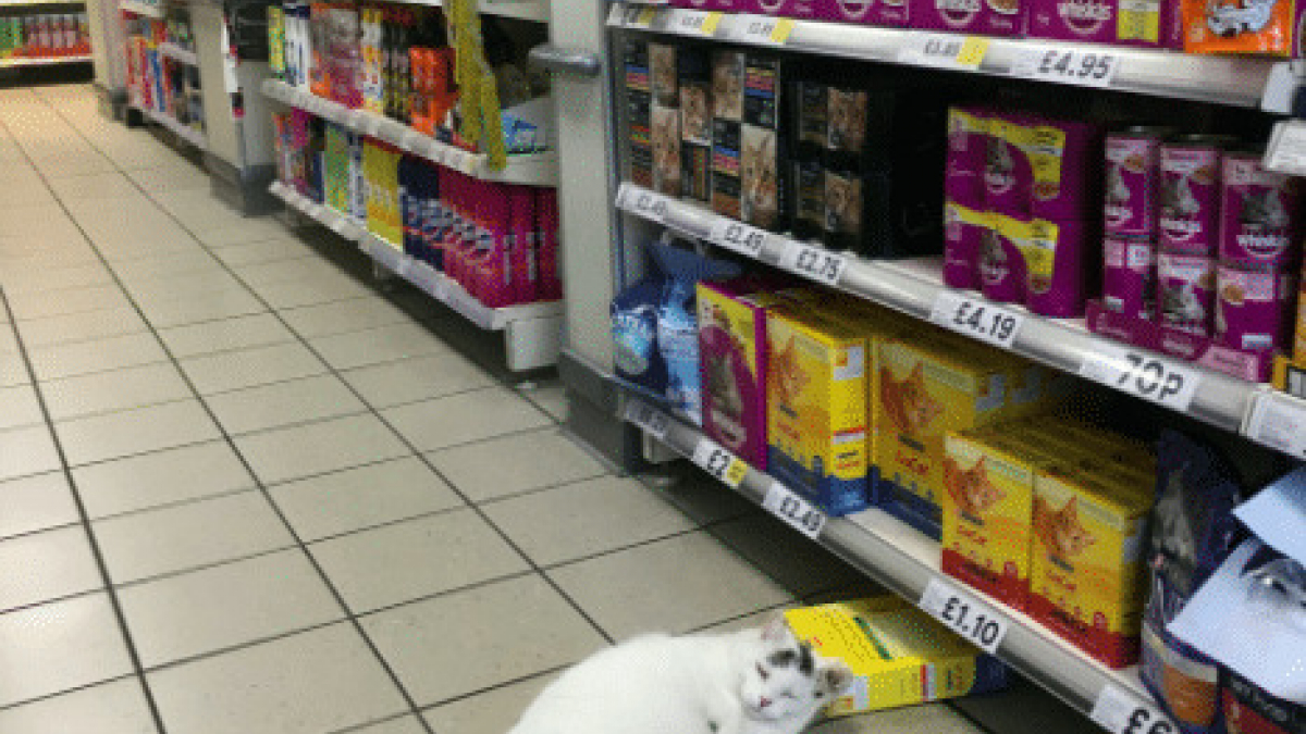 Illustration : "Un chat rentre dans un magasin pour y voler de la nourriture, sans gêne"