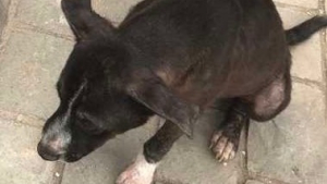 Illustration : Une chienne errante et épuisée s'abandonne devant la meilleure des maisons
