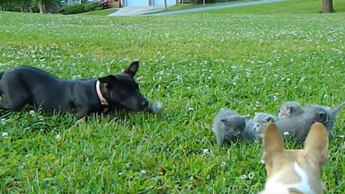 Illustration : "Ce minuscule Chihuahua intimide un gros chien pour protéger des chatons (vidéo)"