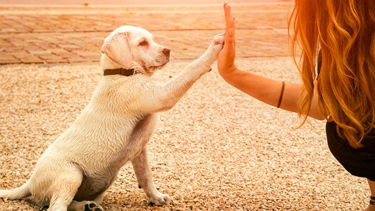 Illustration : "Eduquer son chien sans récompense"