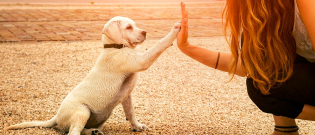 Illustration : "Eduquer son chien sans récompense"