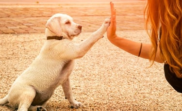 Illustration : "Eduquer son chien sans récompense"