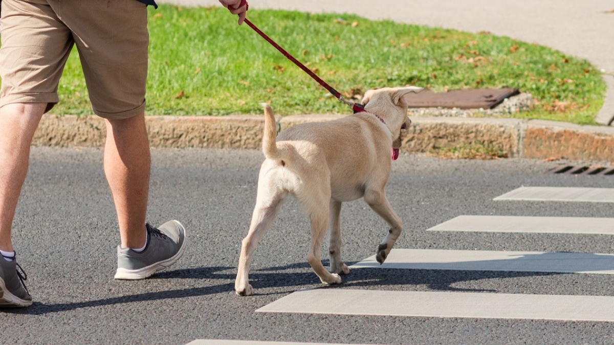 Illustration : "Comment apprendre à son chien à traverser la route ?"