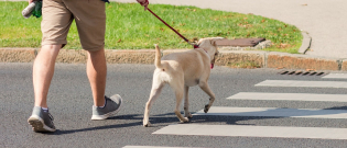 Illustration : "Comment apprendre à son chien à traverser la route ?"