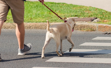 Illustration : "Comment apprendre à son chien à traverser la route ?"