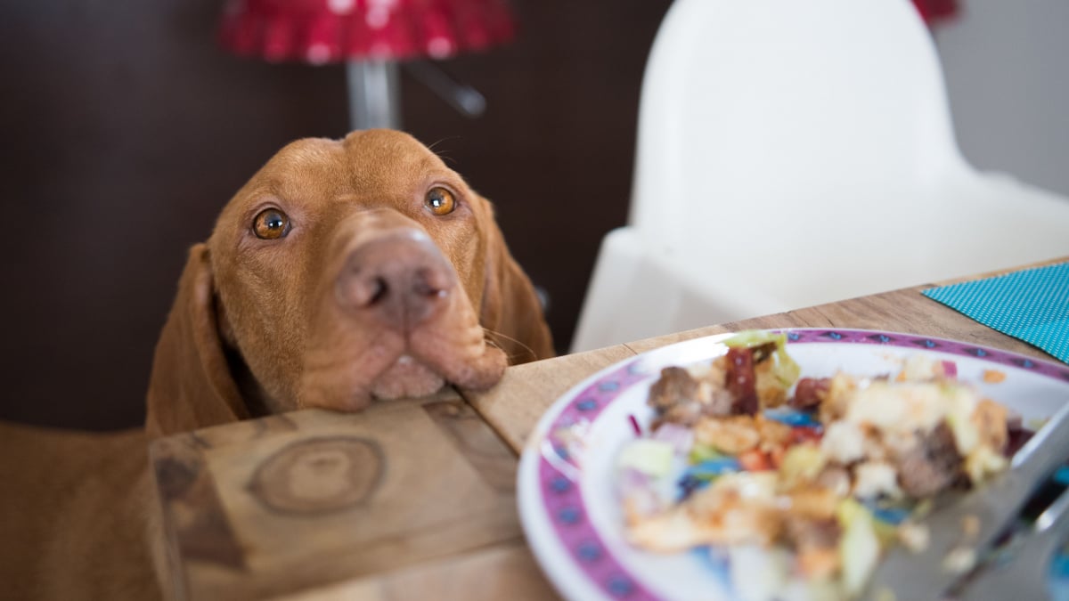 Illustration : "Empêcher son chien de quémander à manger"