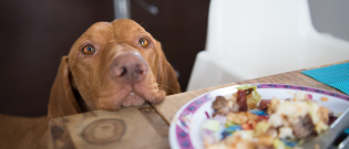 Illustration : "Empêcher son chien de quémander à manger"