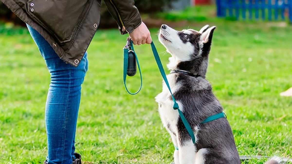 Illustration : "Comment rééduquer un chien ?"