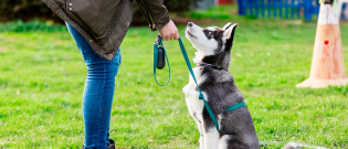 Illustration : "Comment rééduquer un chien ?"