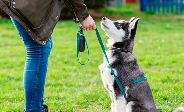 Illustration : "Comment rééduquer un chien ?"