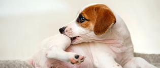 Illustration : "L'automutilation chez le chien"