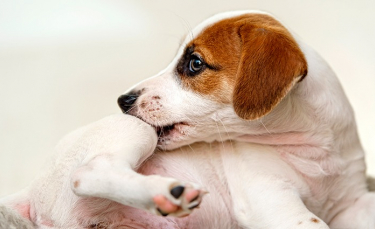 Illustration : "L'automutilation chez le chien"