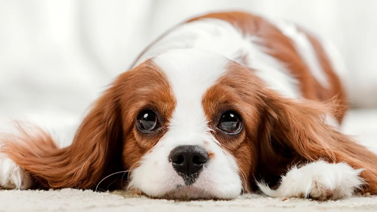 Mon chien pleure : pourquoi et que faire ?